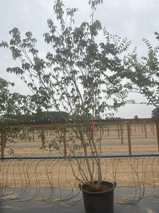 Cornus k. 'Satomi' 200-250 cm cont. 65L meerstammig - afbeelding 6