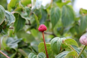Cornus k. 'Satomi' 50-60 cm met kluit