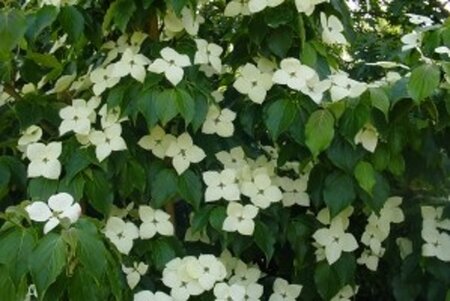 Cornus k. 'Schmetterling' (White Fountain) 100-125 cm met kluit - afbeelding 1