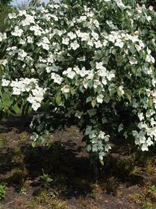 Cornus k. 'Teutonia' 100-125 cm met kluit - afbeelding 2