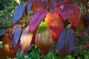 Cornus k. 'Teutonia' 80-100 cm met kluit - afbeelding 3