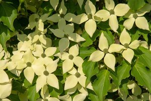 Cornus k. 'Weisse Fontaine' 50-60 cm met kluit - afbeelding 2