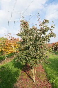Cornus k. 'Weisse Fontaine' 50-60 cm met kluit - afbeelding 4