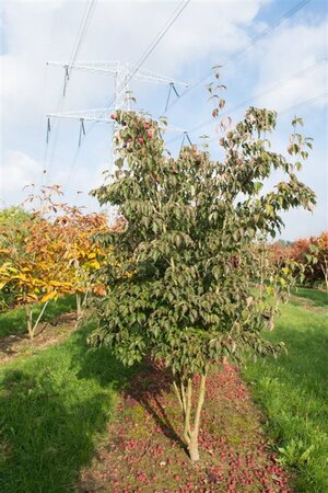 Cornus k. 'Weisse Fontaine' 60-80 cm met kluit - afbeelding 4