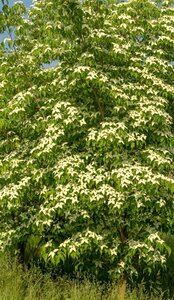 Cornus k. 'Weisse Fontaine' 80-100 cm met kluit