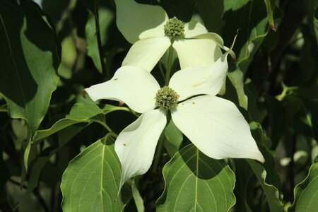 Cornus k. 'Weisse Fontaine' 80-100 cm met kluit - afbeelding 6