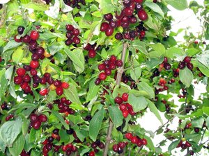 Cornus mas 100-125 cm met kluit - afbeelding 12