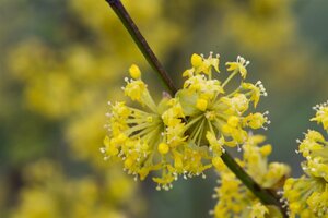 Cornus mas 100-125 cm met kluit - afbeelding 11