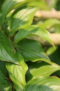 Cornus mas 100-125 cm met kluit - afbeelding 9