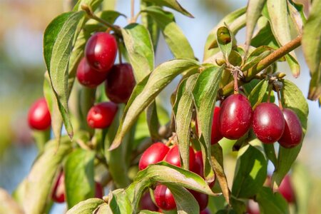 Cornus mas 100-125 cm met kluit - afbeelding 8