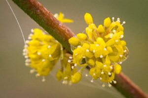 Cornus mas 100-125 cm met kluit - afbeelding 7