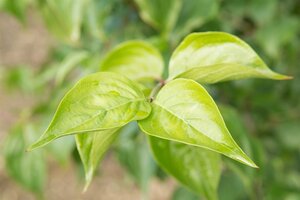 Cornus mas 125-150 cm met kluit struik - afbeelding 14