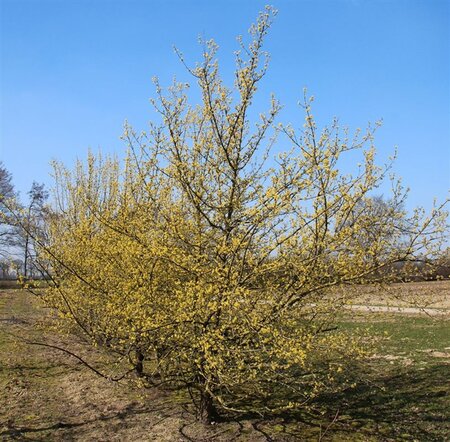 Cornus mas 125-150 cm met kluit struik - afbeelding 10