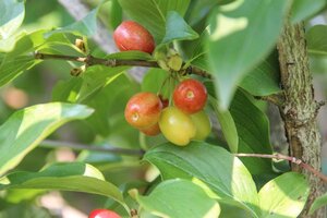 Cornus mas 125-150 cm met kluit struik - afbeelding 6