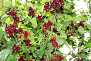 Cornus mas 50-60 cm cont. 3,0L