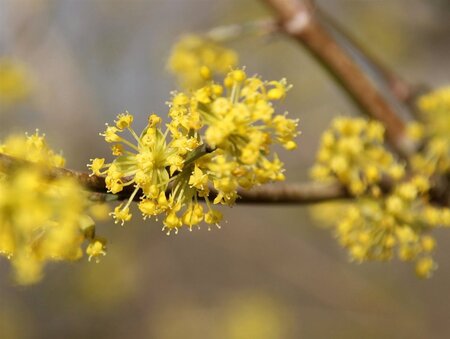 Cornus mas 50-60 cm cont. 3,0L - afbeelding 13