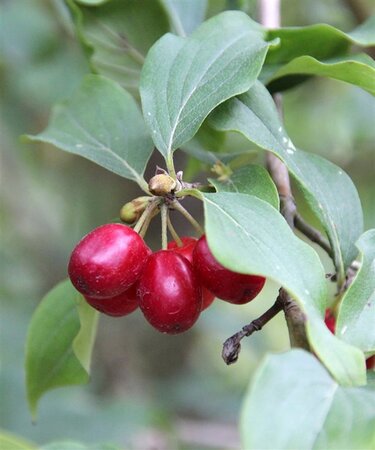 Cornus mas 50-60 cm cont. 3,0L - afbeelding 4