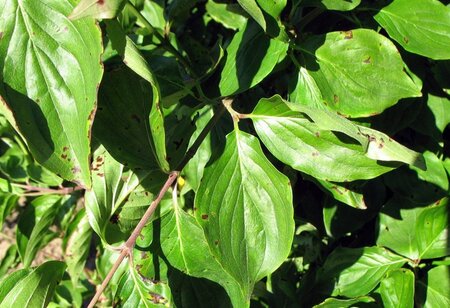Cornus mas 50-60 cm cont. 3,0L - afbeelding 3