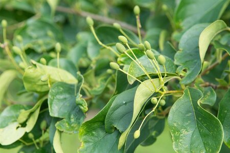 Cornus mas 50-60 cm cont. 3,0L - afbeelding 2