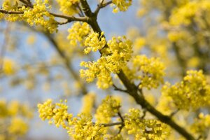 Cornus mas 50-60 cm cont. 3,0L - afbeelding 15