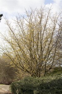 Cornus mas 8-10 cm met kluit geveerd