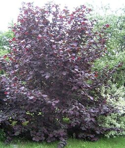 Corylus m. 'Purpurea' 100-125 cm wortelgoed 3 tak struik