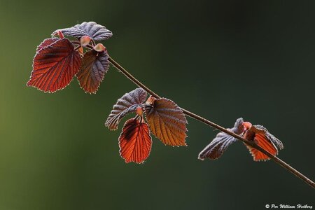 Corylus m. 'Purpurea' 100-125 cm wortelgoed 3 tak struik - afbeelding 2