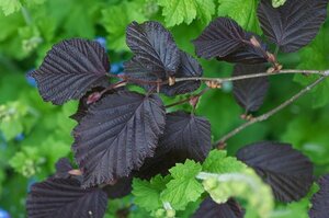 Corylus m. 'Purpurea' 100-125 cm wortelgoed 3 tak struik - afbeelding 4