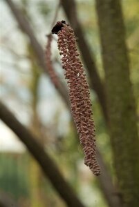 Corylus m. 'Purpurea' 125-150 cm met kluit struik