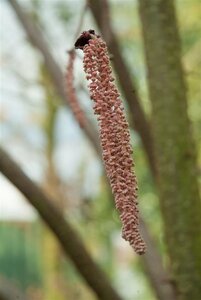 Corylus m. 'Purpurea' 125-150 cm met kluit struik - afbeelding 9