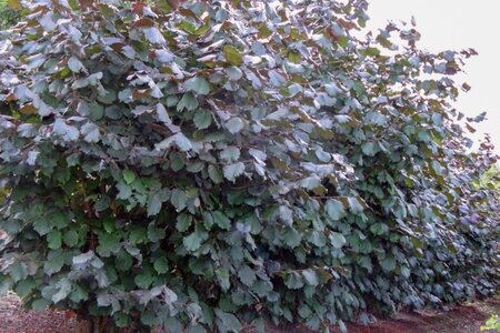Corylus m. 'Purpurea' 125-150 cm met kluit struik - afbeelding 8