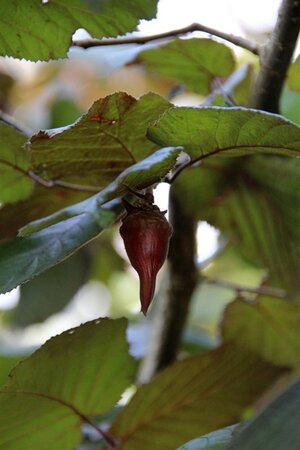 Corylus m. 'Purpurea' 125-150 cm met kluit struik - afbeelding 5
