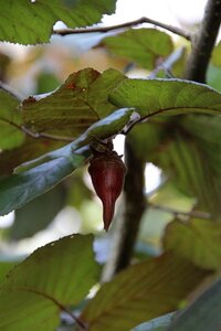Corylus m. 'Purpurea' 125-150 cm met kluit struik - afbeelding 5