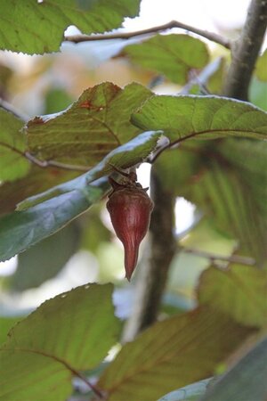 Corylus m. 'Purpurea' 125-150 cm met kluit struik - afbeelding 4