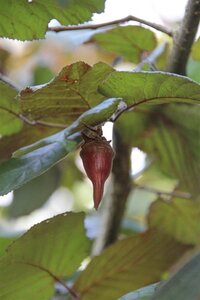 Corylus m. 'Purpurea' 125-150 cm met kluit struik - afbeelding 4