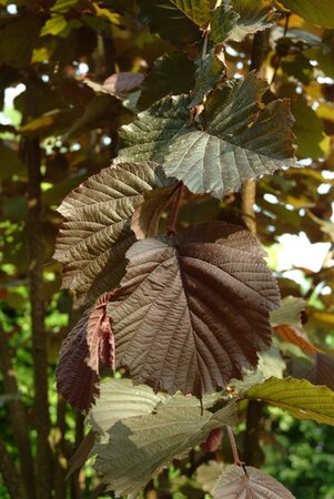 Corylus m. 'Purpurea' 125-150 cm met kluit struik - afbeelding 3