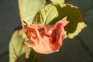 Corylus m. 'Purpurea' 125-150 cm met kluit struik - afbeelding 12