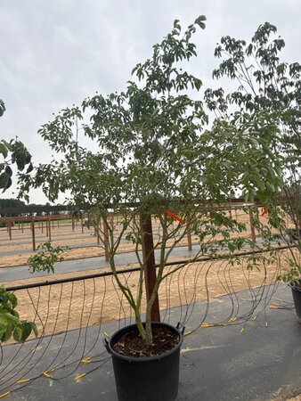 Cornus 'Norman Hadden' 200-250 cm cont. 65L meerstammig - afbeelding 1