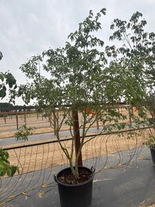 Cornus 'Norman Hadden' 200-250 cm cont. 65L meerstammig
