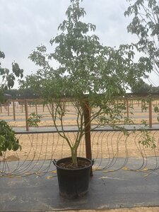 Cornus 'Norman Hadden' 200-250 cm cont. 65L meerstammig - afbeelding 4