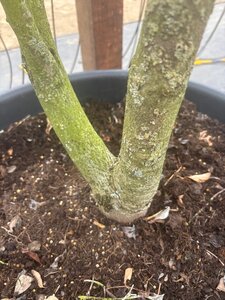 Cornus 'Norman Hadden' 200-250 cm cont. 65L meerstammig - afbeelding 5