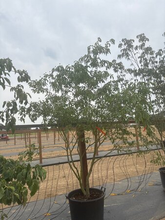 Cornus 'Norman Hadden' 200-250 cm cont. 65L meerstammig - afbeelding 6