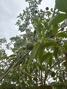 Cornus 'Norman Hadden' 200-250 cm cont. 65L meerstammig - afbeelding 2