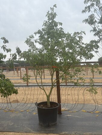 Cornus 'Norman Hadden' 200-250 cm cont. 65L meerstammig - afbeelding 3