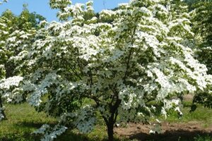 Cornus nuttallii 'Monarch' 60-80 cm met kluit - afbeelding 1