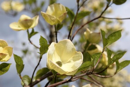 Cornus nuttallii 'Monarch' 80-100 cm met kluit - afbeelding 3