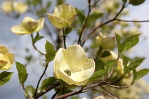 Cornus nuttallii 'Monarch' 80-100 cm met kluit - afbeelding 3