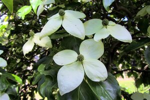 Cornus nuttallii 100-125 cm met kluit - afbeelding 3