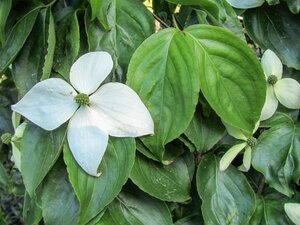 Cornus nuttallii 100-125 cm met kluit - afbeelding 6