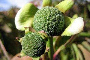 Cornus nuttallii 80-100 cm met kluit - afbeelding 1